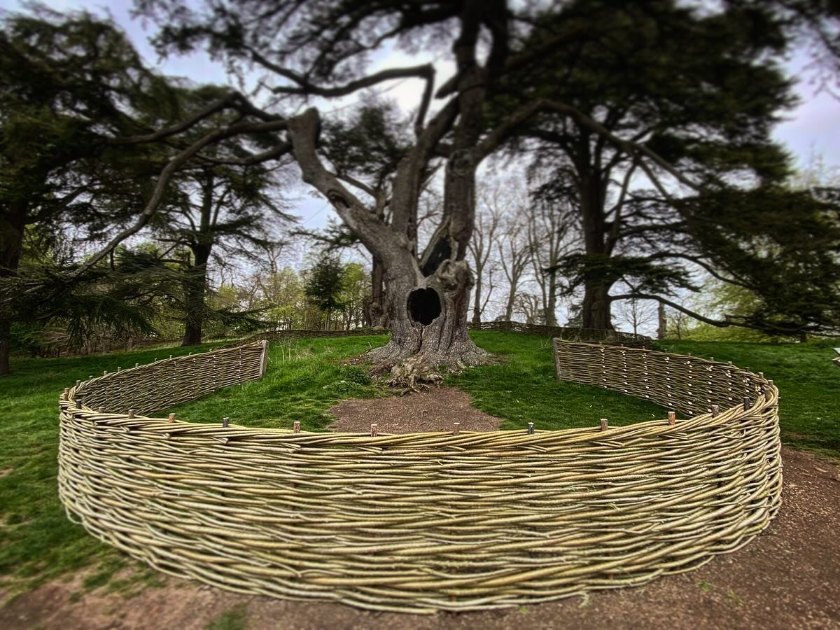 This very special tree is the &lsquo;Harry Potter Tree&rsquo; a Cedar of Lebanon, which features in #harrypotter #orderofthephoenix 

Situated on the edge of the great lake at #blenheimpalace its popularity with visitors is not helping with its surro
