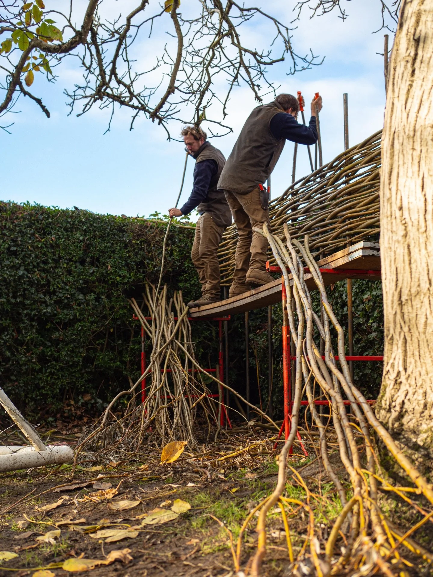 Some rare shots of the team in action, on a recent job for @isolagardens thanks for the photos guys.
&bull;
&bull; 
 #wovenfencing #willow #gardendesign #cotswolds #willowweaving