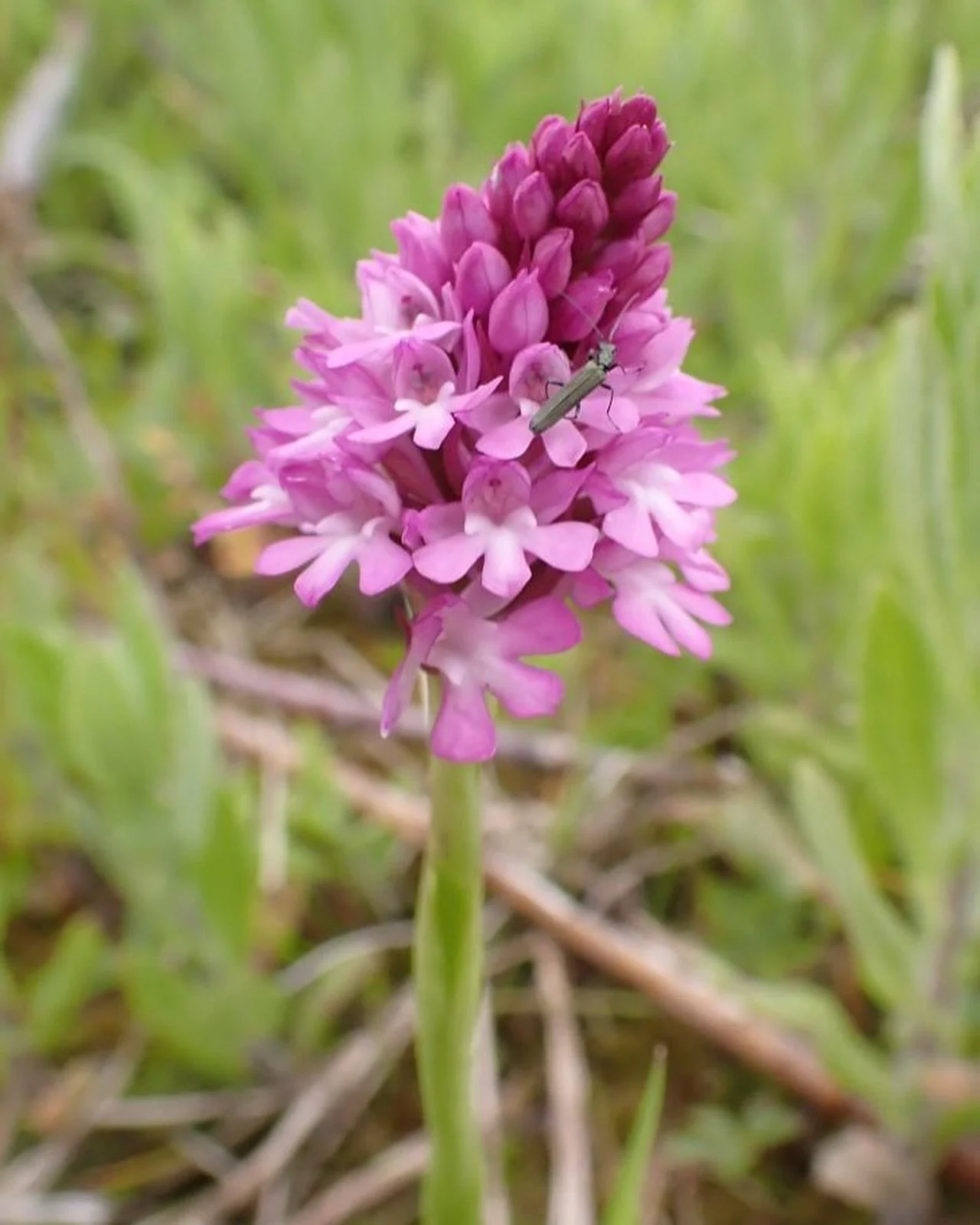 A stunning array of orchids displaying their beauty in our willow field here in Oxfordshire at the moment. Who can name any of them?
&bull;
&bull;
#wonderwoodwillow #wovenfencing #willow #garden #design #welcomehome #oxford #cambridge #suffolk #norfo