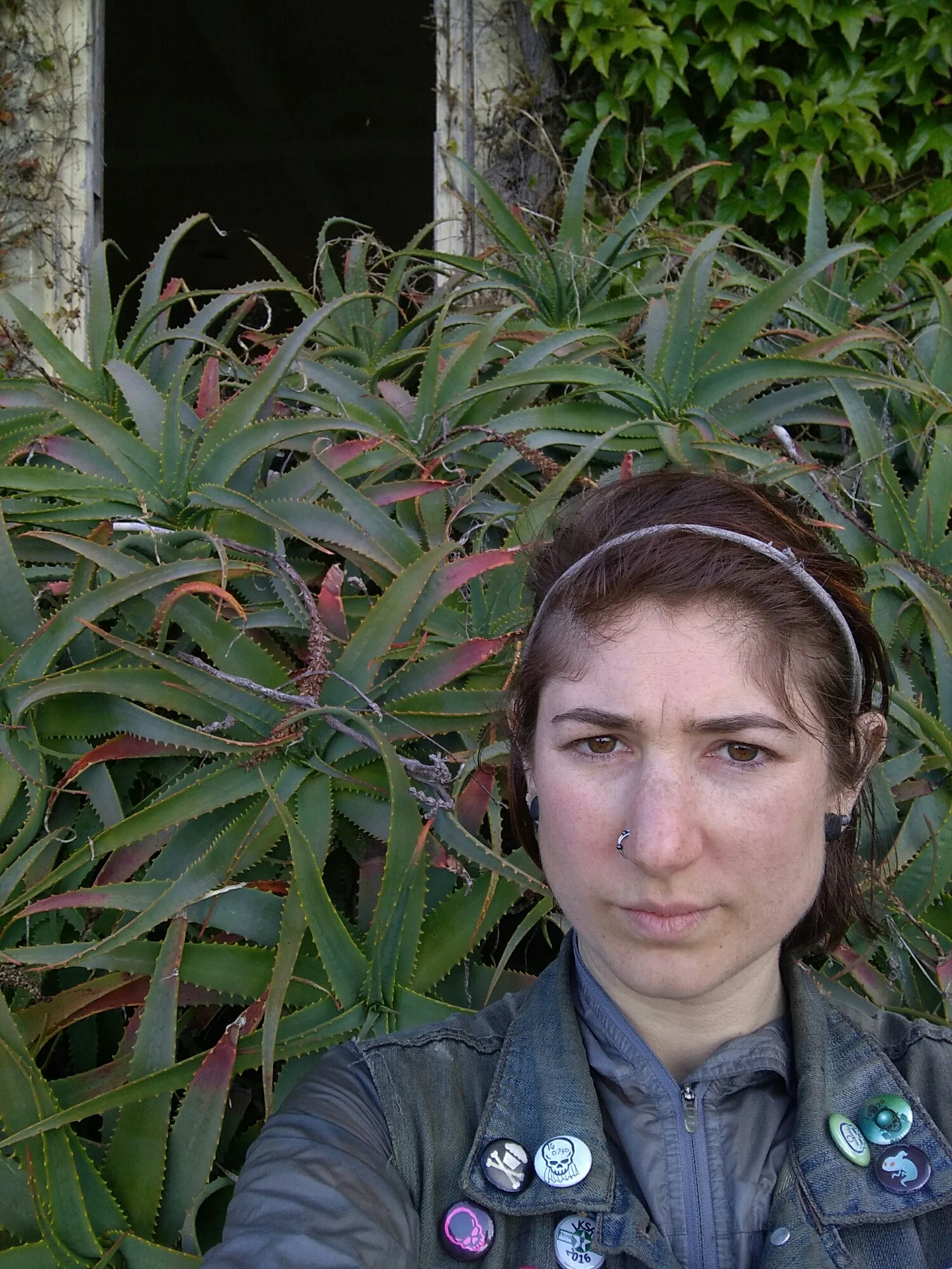 This whole succulent is at least a foot taller than me