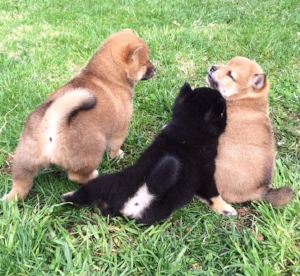 The puppy on the left is intimidating the puppies on the right.