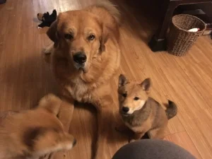 My Shinra and Board and Train puppy would like to remind you that your puppy needs to meet appropriate dogs of all sizes!