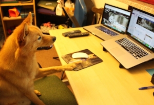 School and work routines can change for your dog too. Jari is hard at work montoring our social media analytics.
