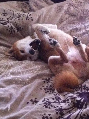 A growl can mean "Don't touch me! I'm over excited" Respect it, even if you think you know your dog.