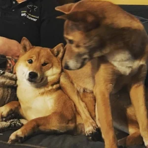Her quiet little growl signals - "Get your butt out of my face!"