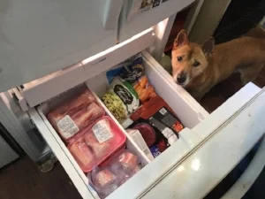Priorities in order! Dog rewards on the left, human meals on the right.