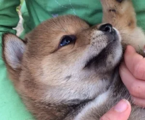 Keep an eye on a puppy's expression stop mouthing as soon as it starts.