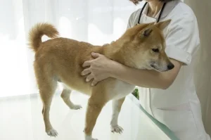 Practicing gentle restraint at home with food makes vet examinations and restrainsts significantly easier.