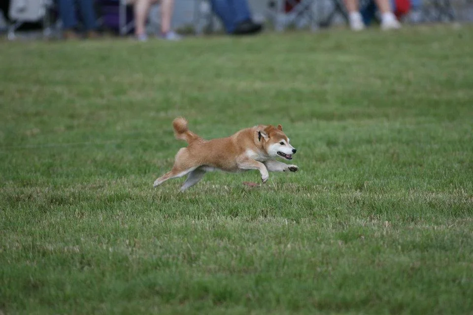 Dogs with reliable recalls can do sports like lure coursing.