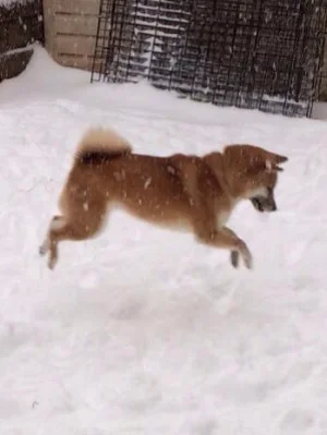 boing.jpg