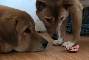 These two are discussing who gets to keep the pomogranate. Can you see the subtle but powerful body language in this conversation?