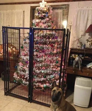 A well protected Christman Tree Photo by Ivana Jurić of Couch Wolves FB Community