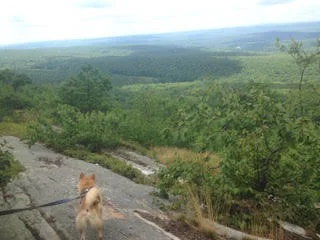 No running off cliffs after critters!