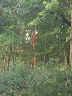 Here is a picture of an appropriate bear hang.