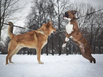 Many non-primtiive breeds overwhelm adult primitive dogs. Be extra careful with heighly energetic breeds when introducing them. Protect your adult dog's face and in doing do you'll be protecting your puppy's face too.