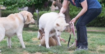 Dogs don't "work it out". Don't leave dogs to make their own decisions about a puppy. Keep everyone on leashes until you're sure you know how they will interact and even then things can go awry. Also avoid dog parks if your adult dog doesn't like puppies. Some owners will bring a young puppy and it won't be good for anyone involved.