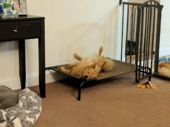 all station dog breed