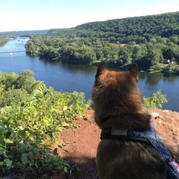 Mashi enjoying the view in his canicross harness.
