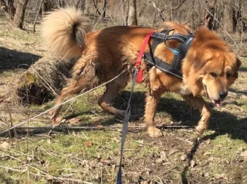 Shinra got a little wet in the creek during out run. You can see the different shape of his harness. The red coupler is what distrubes the pressure instead of the harness itself.