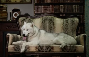 couchwolf.jpg