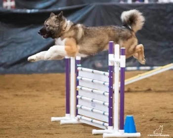 Deborah Karfs' Lolo going over a panel jump; photograph copyright Rich Knect Photography
