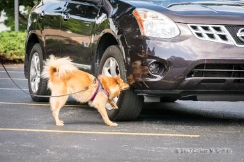 Katie's Kimma alerting to a vehicle hide during a trial