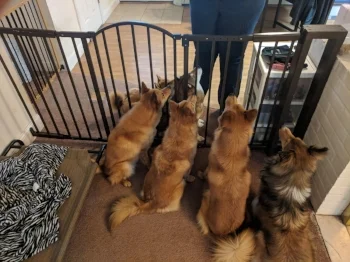 All dogs at attention! They know Molly has some good treats in her hands!