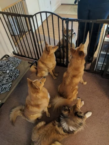 Everyone is more relaxed! Kimma has backed away from the gate, and Sonya is laying down.
