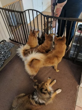 Molly giving Saga and Mashi a reward while my dogs look on from close up.