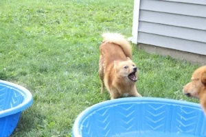Impulse control around baby pools is TOUGH for this one!