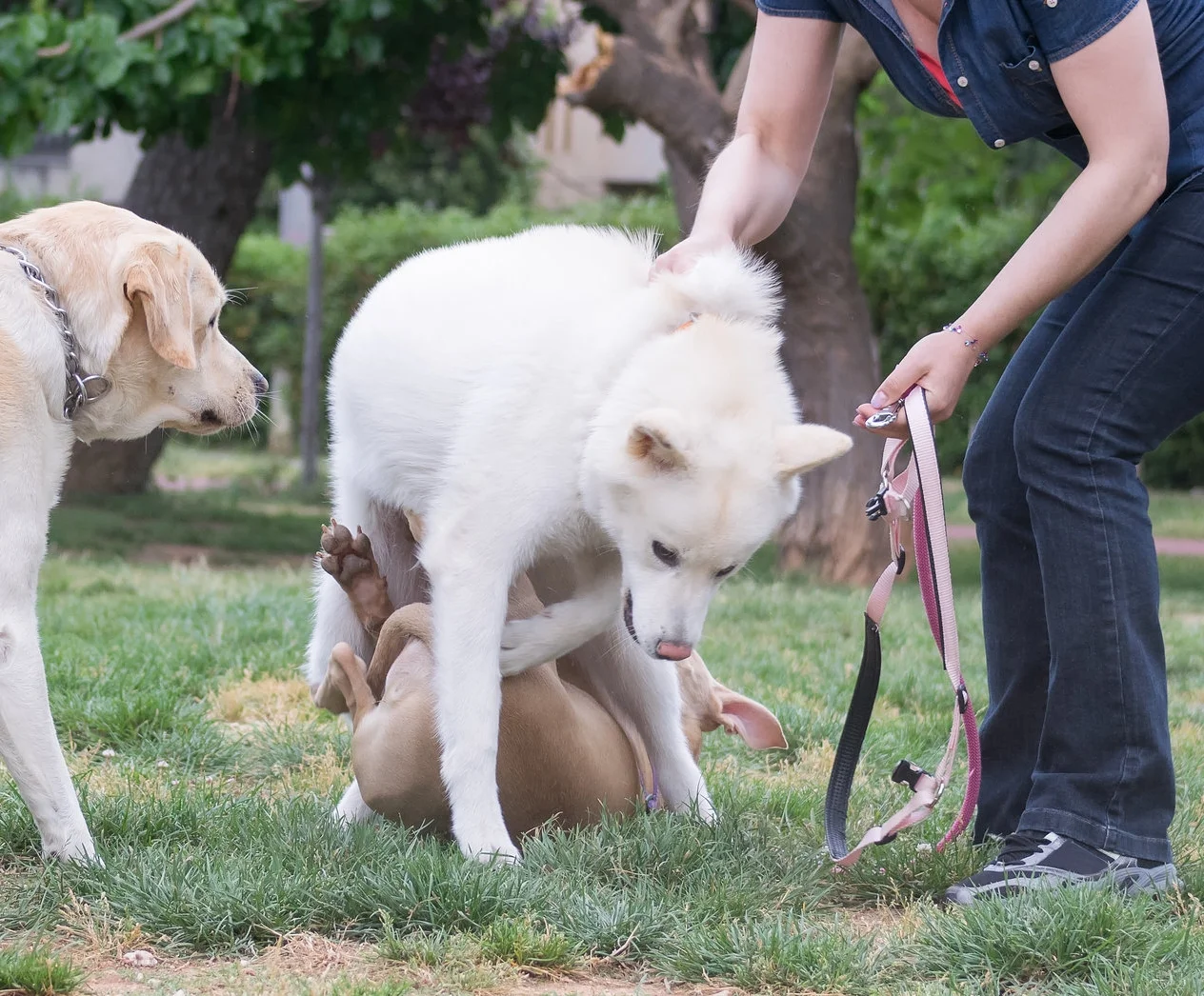 Aggression, reactivity, and distractedness all need to be addressed before other training can be successful.