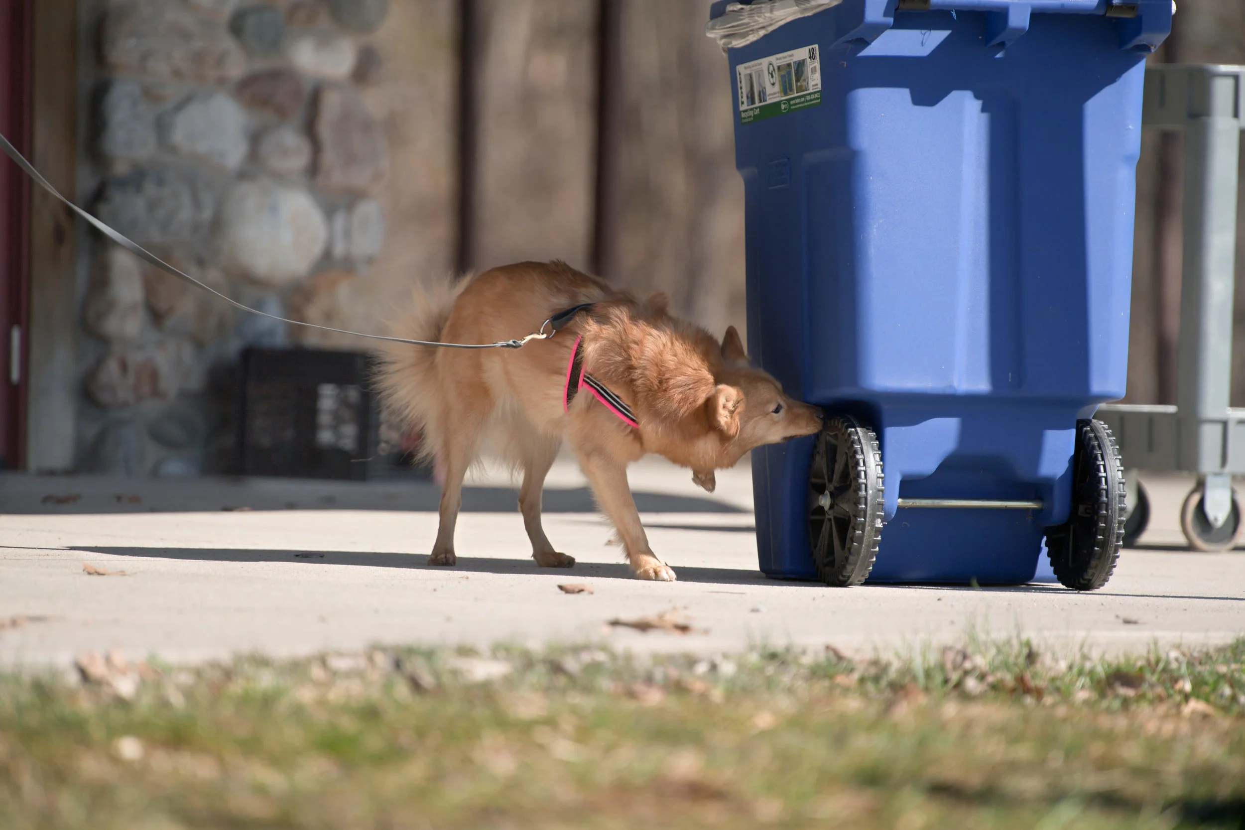 Scent work builds confidence, helps reduce fear, and is appropriate for dogs of all ages.