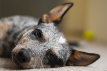 AdobeStock_89138362.jpeg