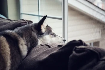 sad husky.jpeg