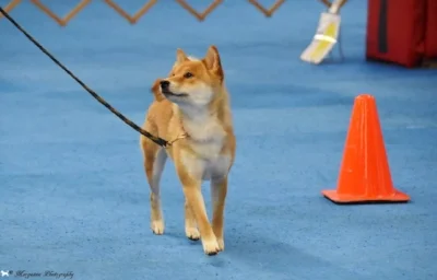 Molly's Saga strutting her stuff in Novice AKC Rally.