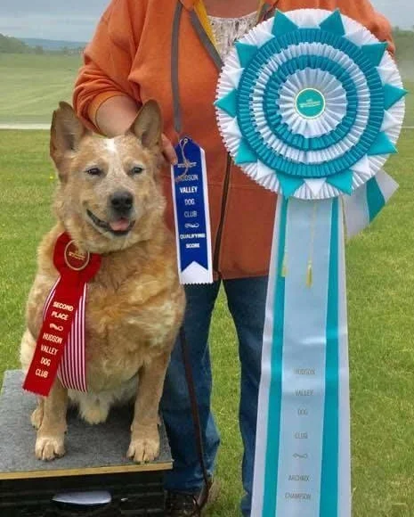 Squeaks ribbon is bigger than he is!!! This was the day Squeak earned the highest title in WCRL - His ARCHMX! - Top level Champion!