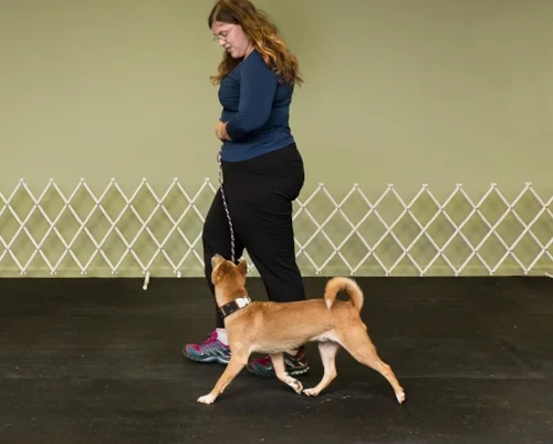 Competition obedience heeling New Guinea Singing Dog... did I mention he can retrieve, detect trained odors, and recall... all around food and animal distractions?