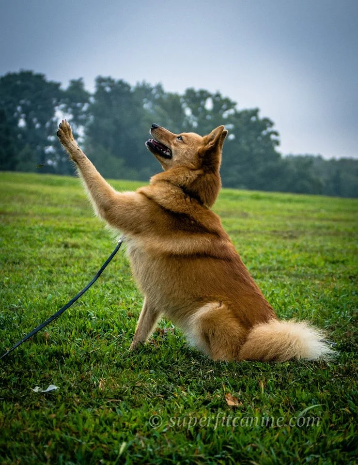 Be the next Instagram sensation! Learn all the best tricks today.
