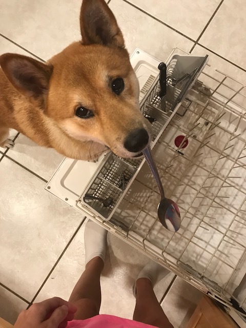 Service dog Chiyo will never forget his humble beginnings, earning meals spoon by spoon!