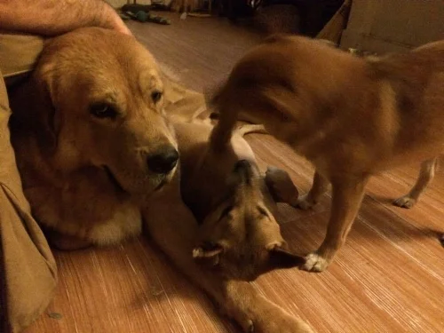 These 3 get along beautifully. But not with everyone else in the household.