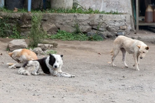 Feral, stray, village, and street dogs all give space to dogs they don't want to engage with. In a house they don't have that luxury. When you can't get away from someone you don't like, what happens? I'm pretty sure that's what reality tv is all about.