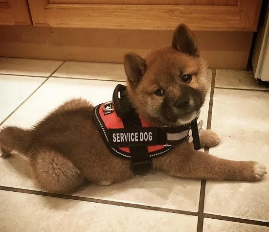 (Chiyo at 9 weeks old, wearing his very first puppy sized vest)