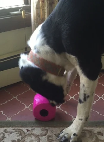 Nikita with her Kruuse Buster Cube filled with Vital Essentials Tripe nibs