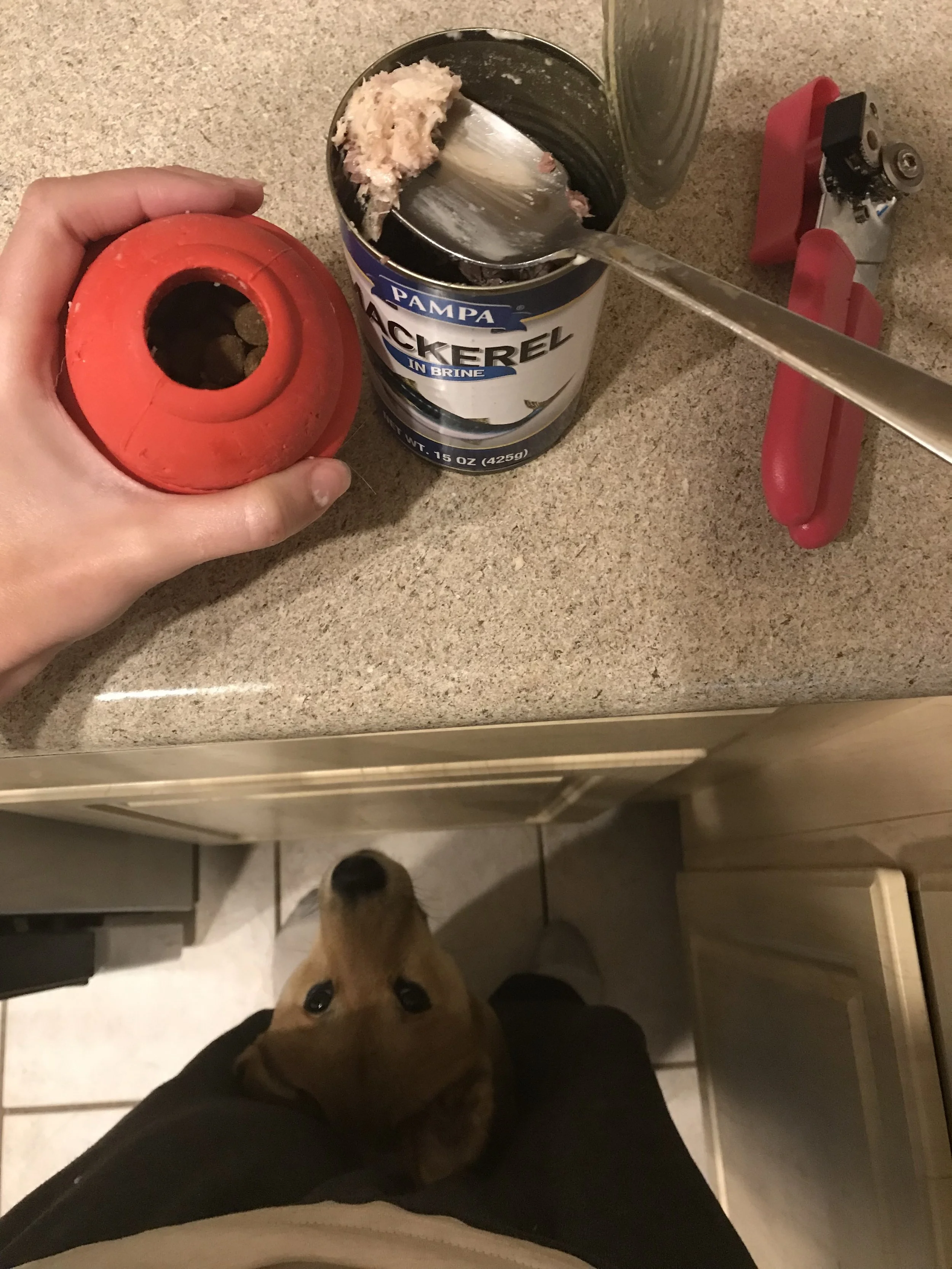 About to seal off a kibble piñata with some canned mackerel as the assistant eagerly watches