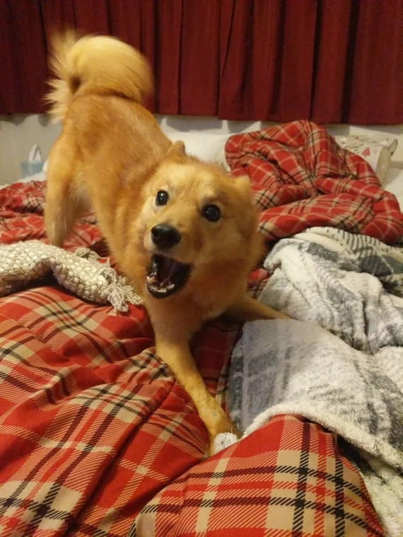 kimma zoomies.jpg