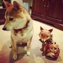 buttons and fox.jpg