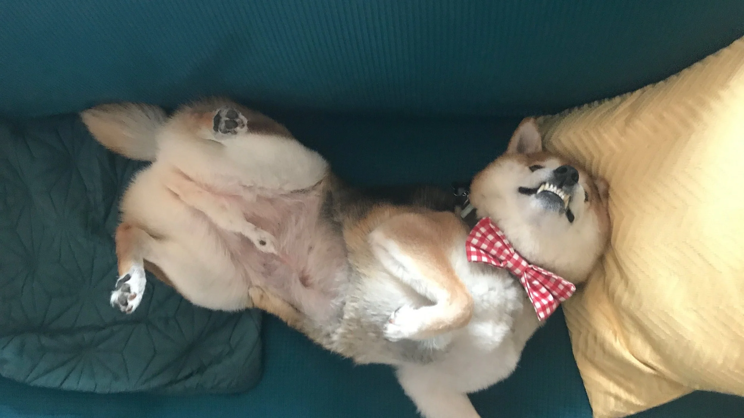 (in case you happen to notice, at the time of this photo, Buttons had an ultrasound a few weeks before and had his belly shaved. it’s wild to see how much hair they have when compared to the nearly nekkid spot.