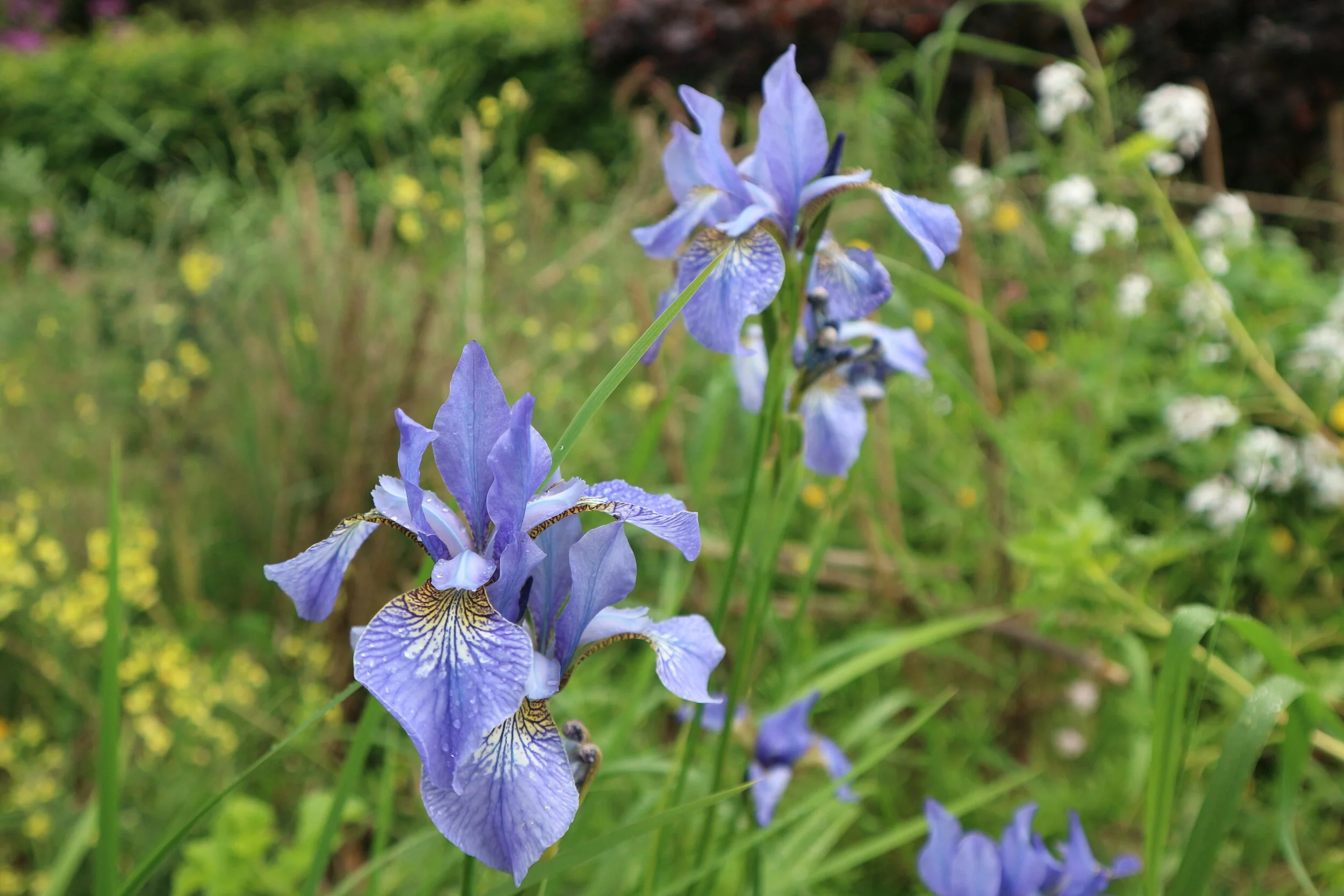 Biodiversity and Gardening: Fergus Garrett on Great Dixter - Online lecture