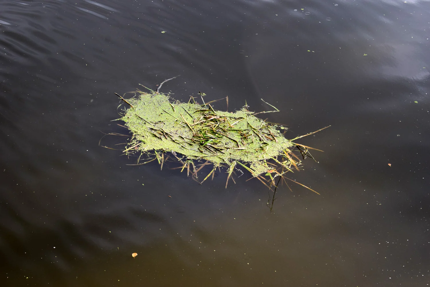 DSC_0044-JL14.jpg