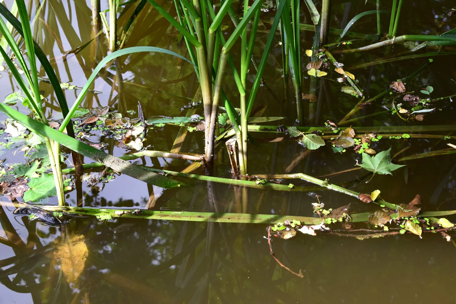 DSC_0071-edited.jpg